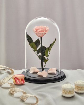 Preserved Rose in Glass (tender peach)