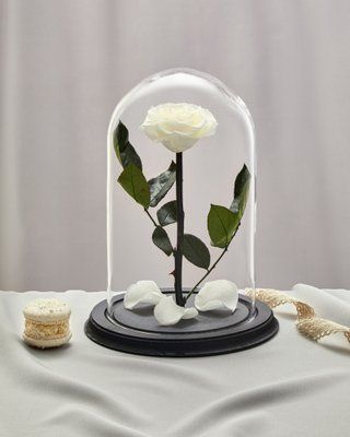 Preserved Rose in Glass (white)