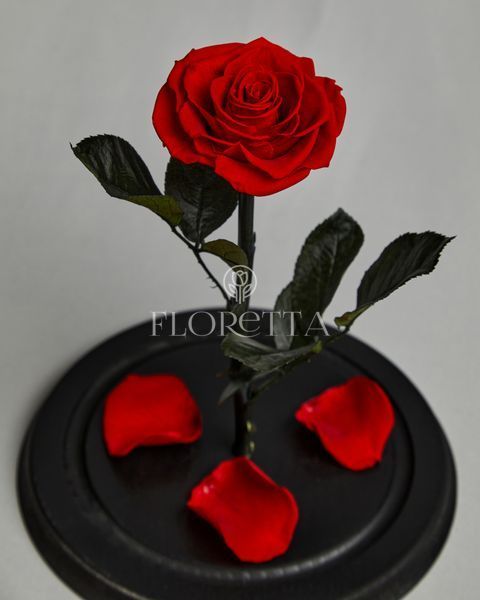 Preserved Rose in Glass (Red)