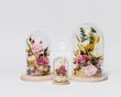 Preserved Roses|Glass dome rose