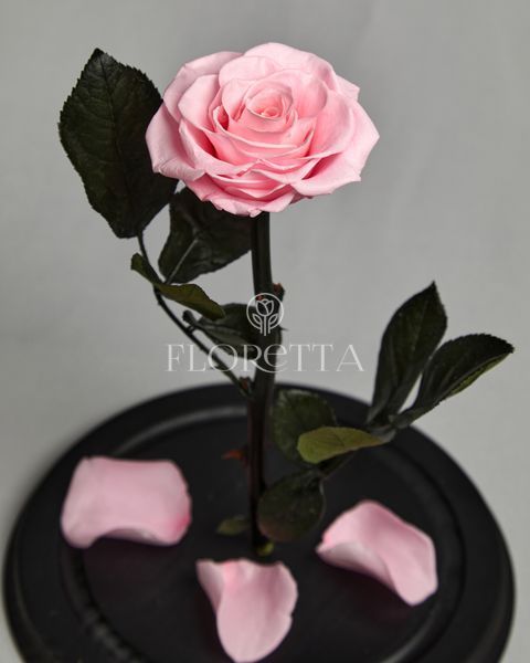 Preserved Rose in Glass (light pink)