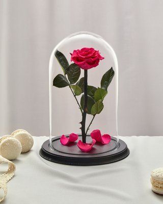 Preserved Rose in Glass (fuchsia)